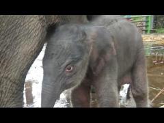 KELAHIRAN BAYI GAJAH SUMATERA DI TAMAN NASIONAL TESSO NILO